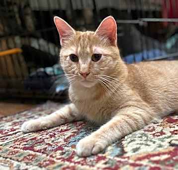 Photo of COY CLEMENTINE
