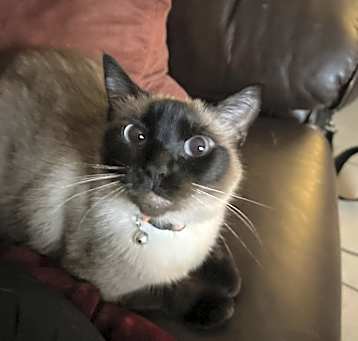 Photo of Cleo