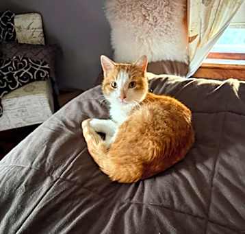 Photo of Creamsicle