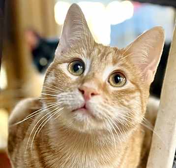 Photo of NEMO