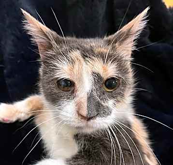 Photo of Gigi