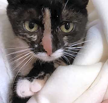 Photo of Annie, Willow Grove Area, (FCID 04/04/2025-128)