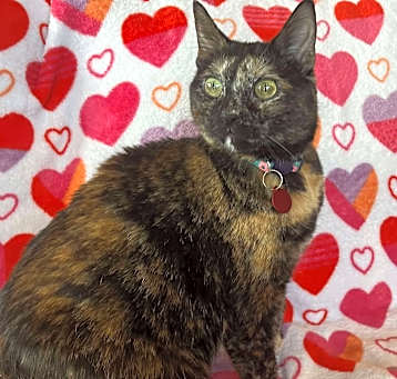 Photo of Monarch