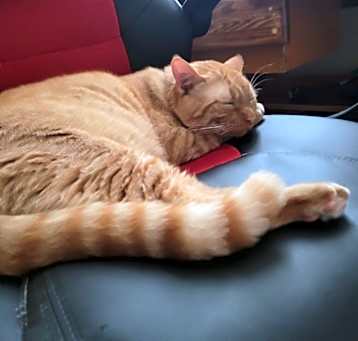 Photo of Leo