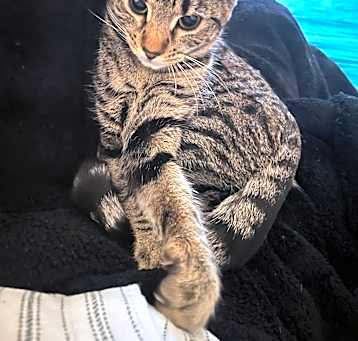 Photo of Kitty