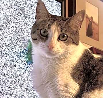 Photo of Pearl