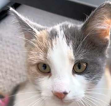 Photo of Phoebe *MUST BE ADOPTED AS A B