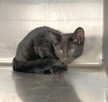 Photo of Peeve