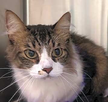 Photo of SMOKEY