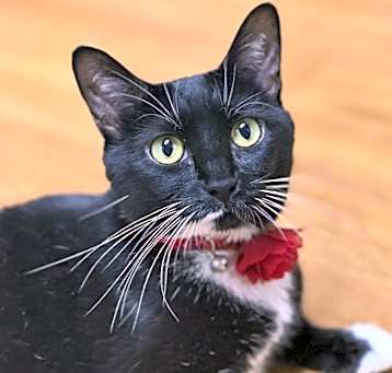Photo of Sweetpea