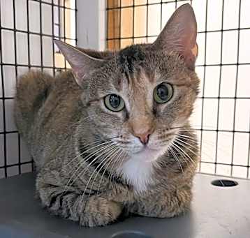 Photo of Scarlet