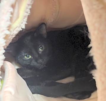 Photo of Toothless