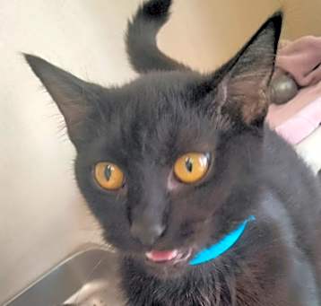 Photo of Matilda- i am at Petsmart Fram