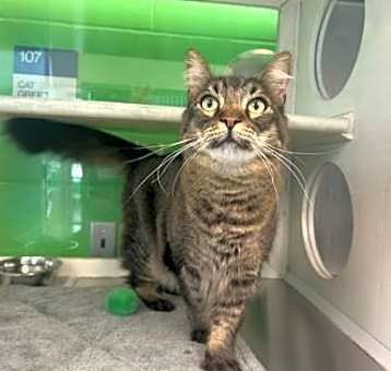 Photo of Perry (Milo)