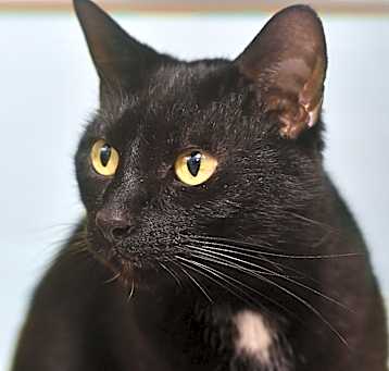 Photo of Tulip