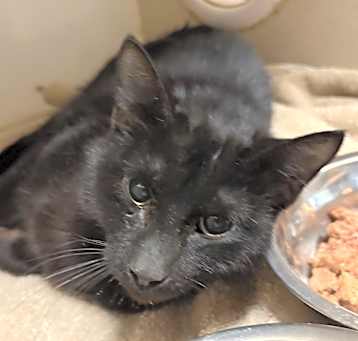 Photo of Salem