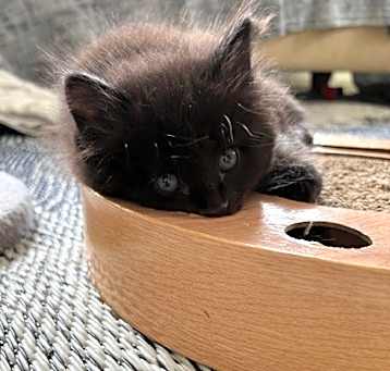Photo of Juniper