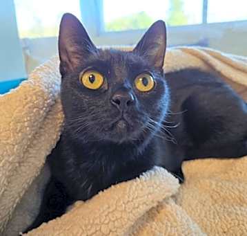 Photo of Luna