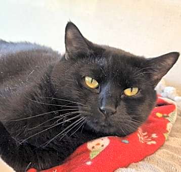 Photo of Blackie