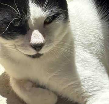 Photo of Oreo