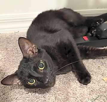 Photo of Mr.Tibs
