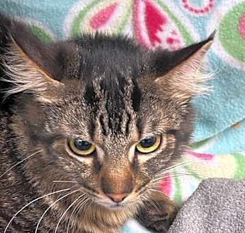 Photo of SNICKERS