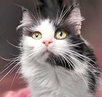 Photo of OREO