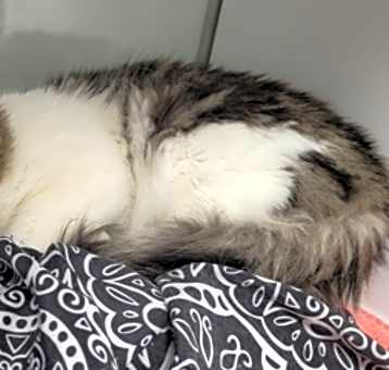 Photo of Toe Beans