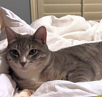 Photo of Milo