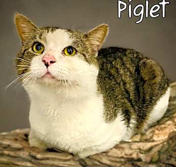 Photo of Piglet