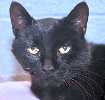 Photo of Goliath