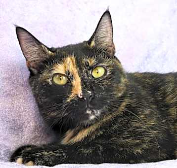 Photo of Roxy