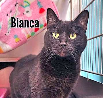 Photo of Bianca