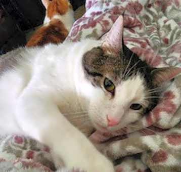 Photo of Mortimer