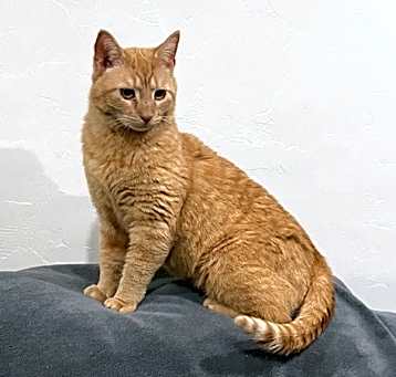 Photo of Oliver-(Courtesy Listing)