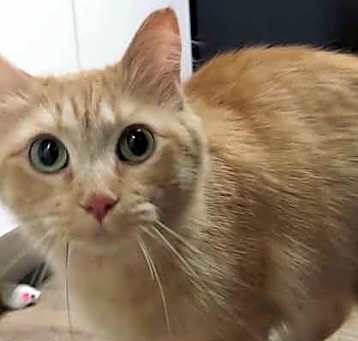 Photo of Marmalade