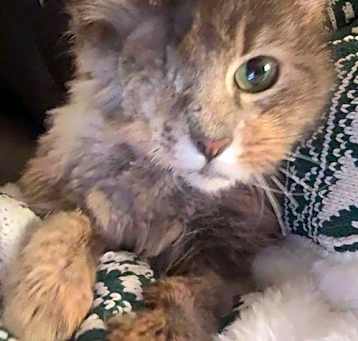 Photo of Clover