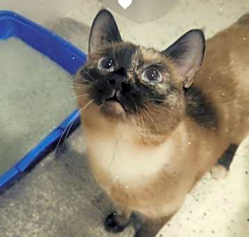 Photo of Stella