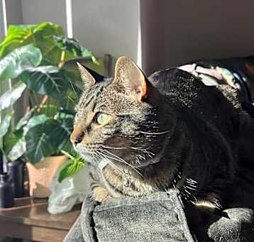 Photo of Pippin