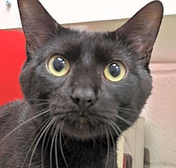 Photo of Panther