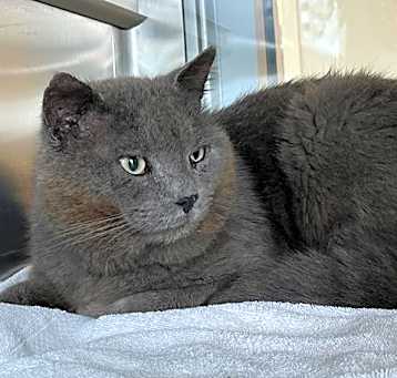 Photo of BALOO