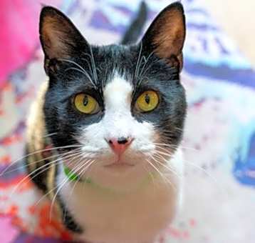 Photo of Jelly Cat