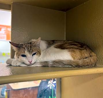 Photo of Sandwich (Sandy)