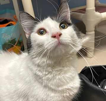 Photo of Pumpkin
