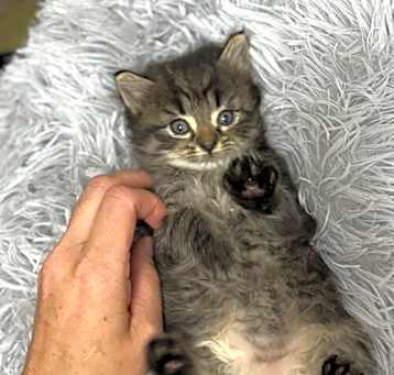 Photo of Emerald