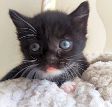 Photo of Socks