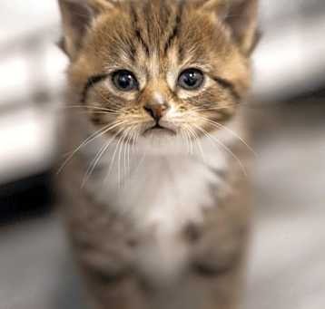 Photo of Willow