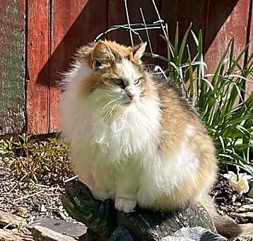 Photo of Kitty **COURTESY POST**