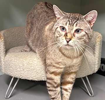 Photo of WILBUR - Wonderful BIG Boy!