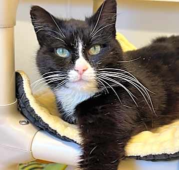Photo of Mittens